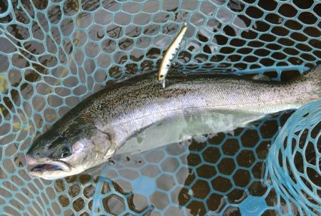 今シーズン3匹目のイトウをキャッチ！ ～フィッシングパーク高島の泉～